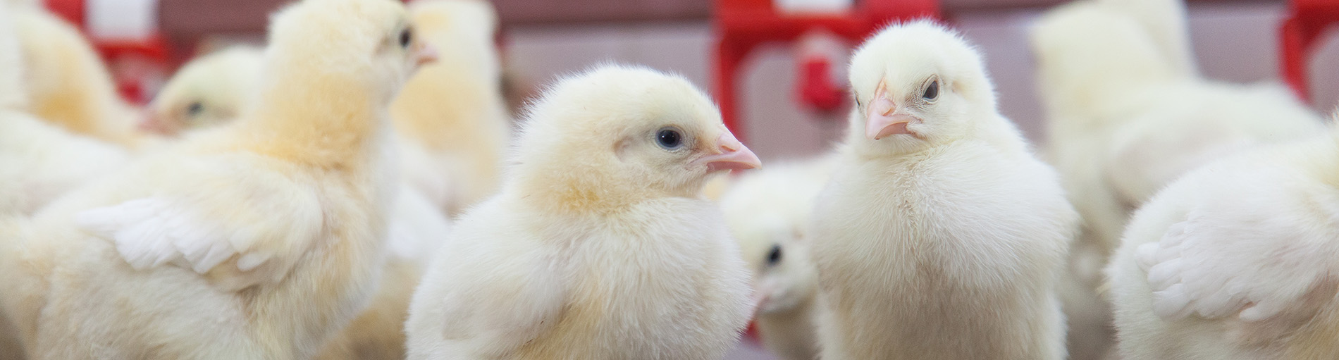image of baby chicks