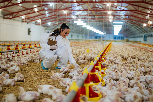 Baby chick feeding in chicken house